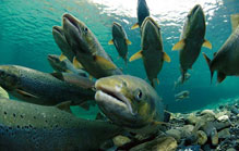 Central Attractions - Salmon Capital of the World